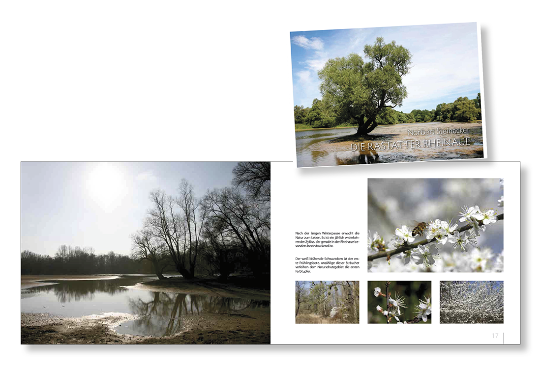 Blick ins Buch „Die Rastatter Rheinaue“ Ein Baum bestandener Rheinarm in der Sonne mit Wasserspiegelungen ist auf der linken Seite dieser Buchdoppelseite abgebildet. Auf der rechten Seite stehen blühende Zweige im Vordergrund mehrerer Fotos. Im Mittelpunkt das Foto einer Biene auf einem weißen Blütenzweig.